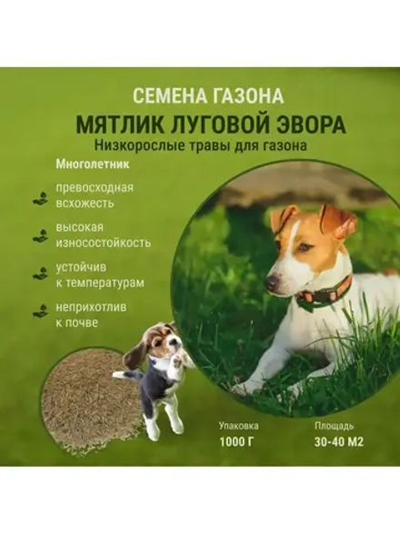 Семена Газона Мятлик  луговой