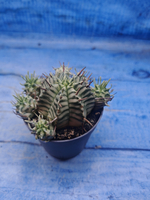 Euphorbia meloformis f. Variegated (Эуфорбия вариегатная)
