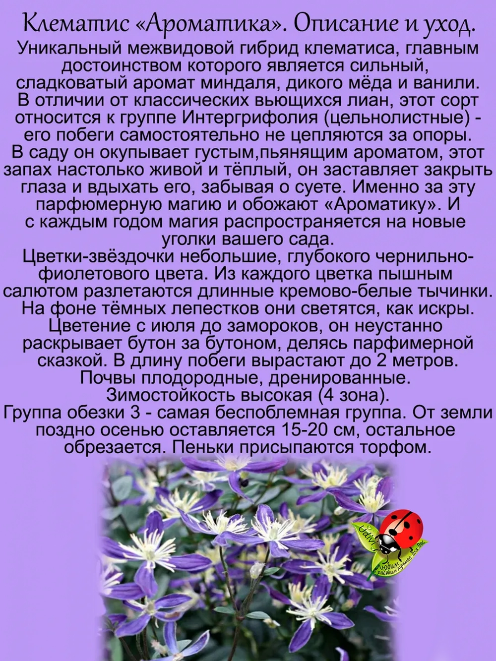 Клематис Ароматика парфюмированный