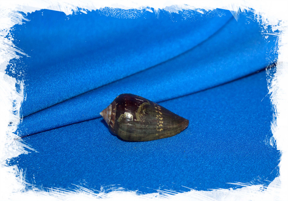 Раковина Conus franciscanus