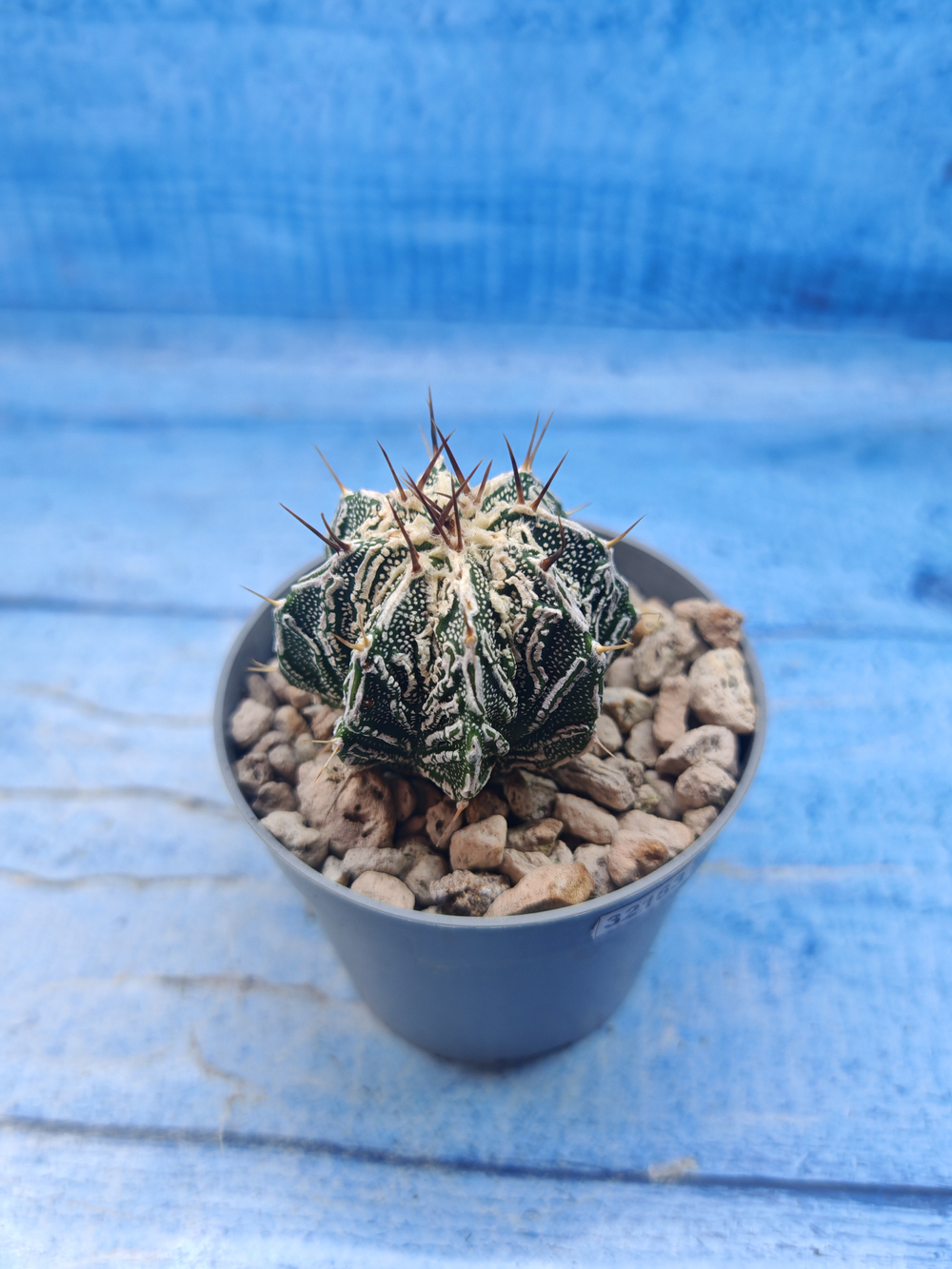 Astrophytum Myriostigma Fukuryu (Астрофитум)