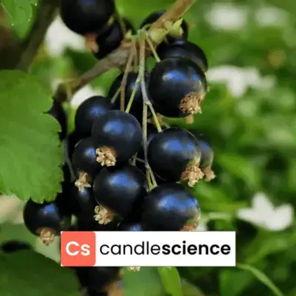 CS - 19 - Black Currant and Jasmine - Чёрная смородина и жасмин CS - 19 - Black Currant and Jasmine - Чёрная смородина и жасмин