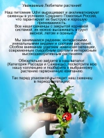 Рукола Вариегатная многолетняя