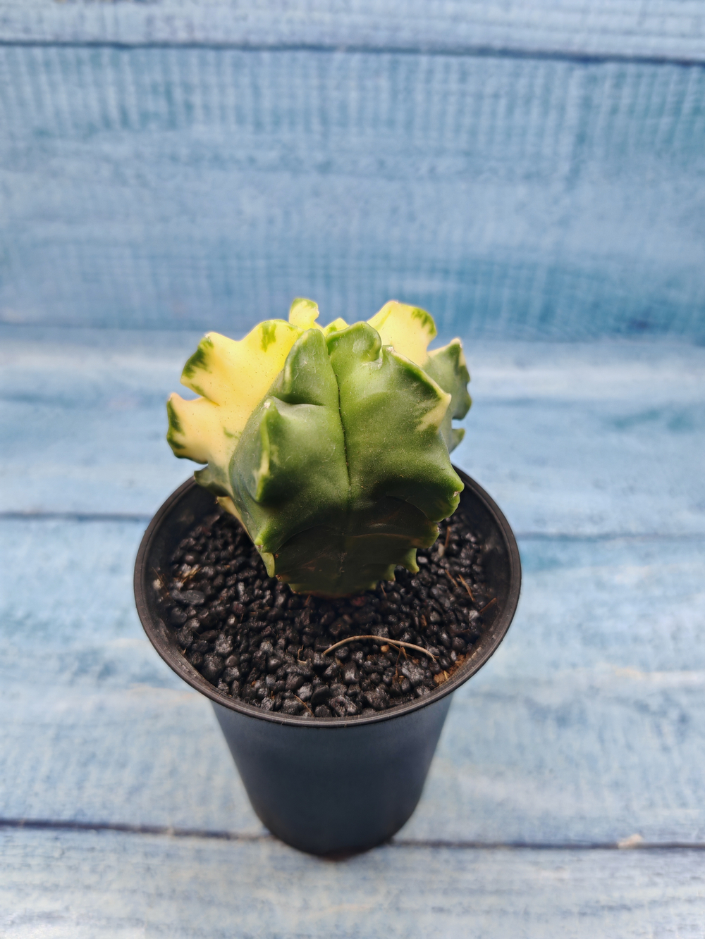 Astrophytum Myriostigma variagate (Астрофитум вариегатный)