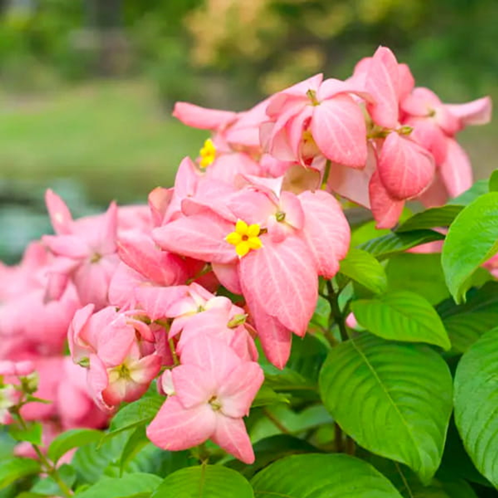 Муссенда филиппинская розовая – Mussaenda pink (36)