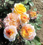 Роза Жорж Данжан Rosa Georges Denjean