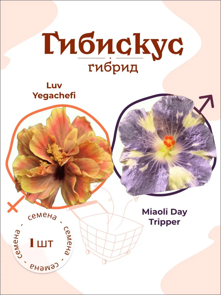 Гибискус Luv Yegachefi x Miaoli Day Tripper — семена, 1 шт.