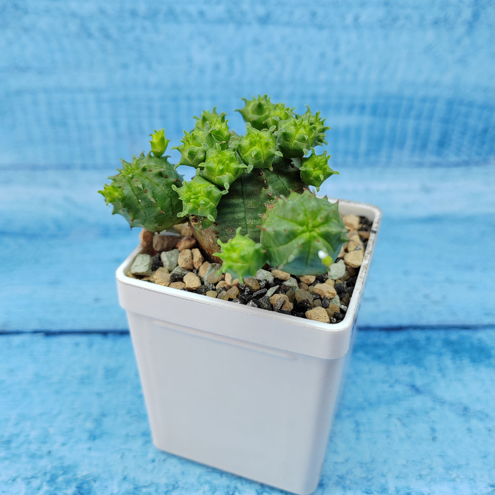 Euphorbia Globosa (Молочай шаровидный)