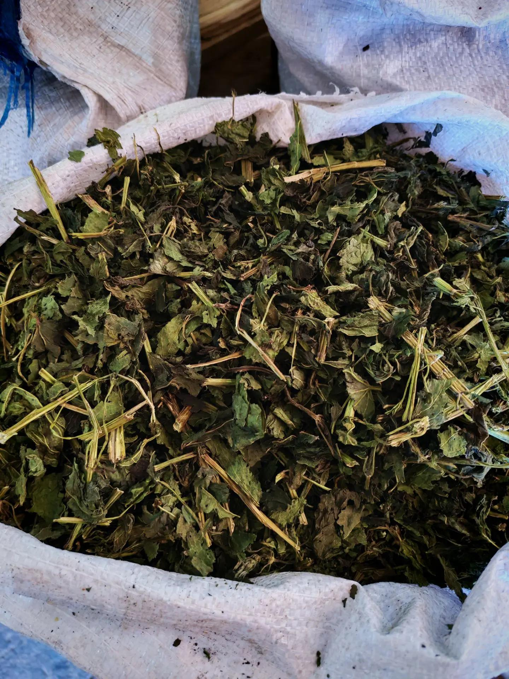 Крапива лист, побег рубленая Алтай