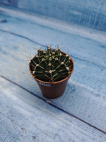 Gymnocalycium Friedrichii (Гимнокалициум)