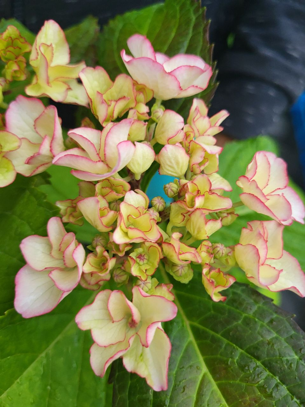 HOVARIA MIRAI/ХОВАРИЯ МИРАЙ