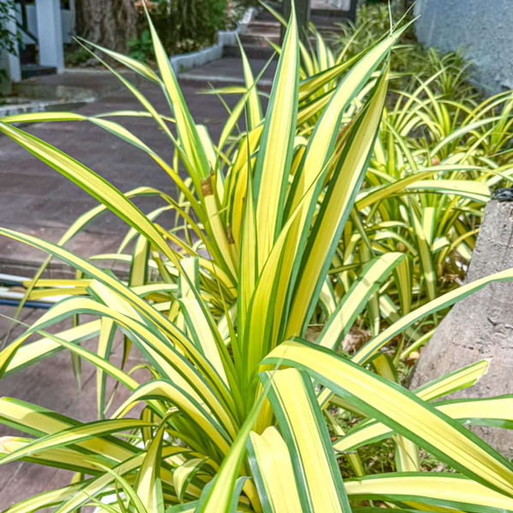 Пандан вар – Pandanus var