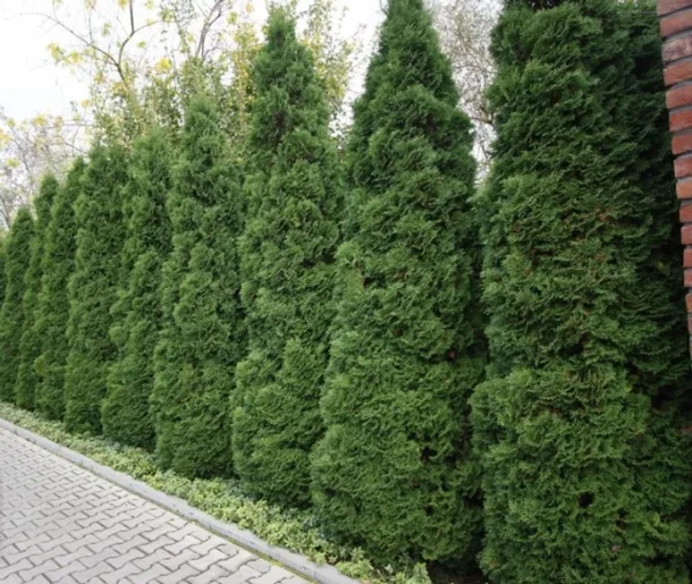 Туя западная Холмструп (Thuja occidentalis Holmstrup) р9 август 2026 г.