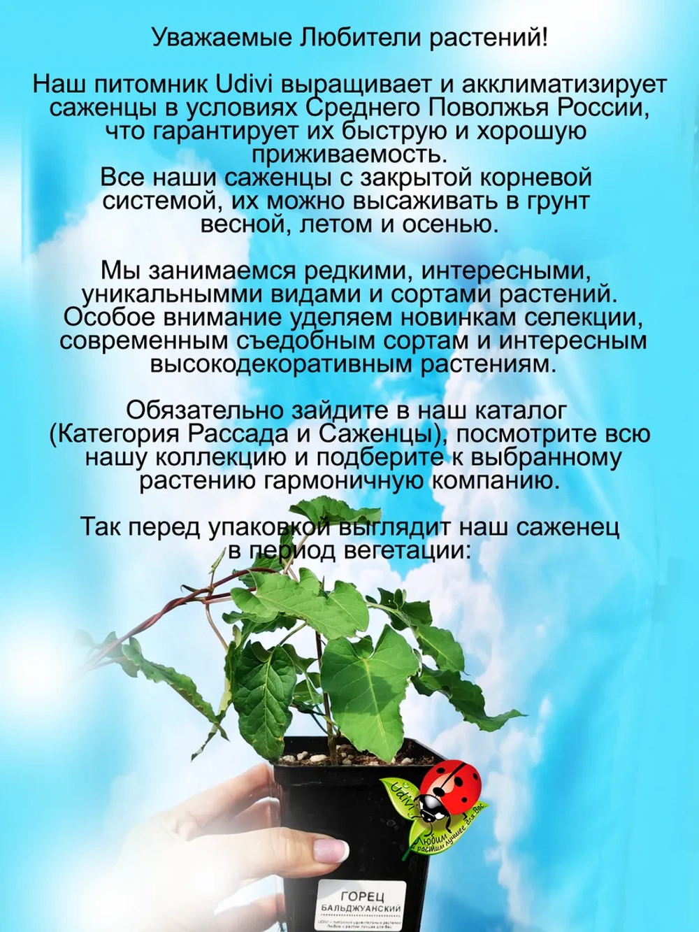 Горец Бальдужанский мощная лиана