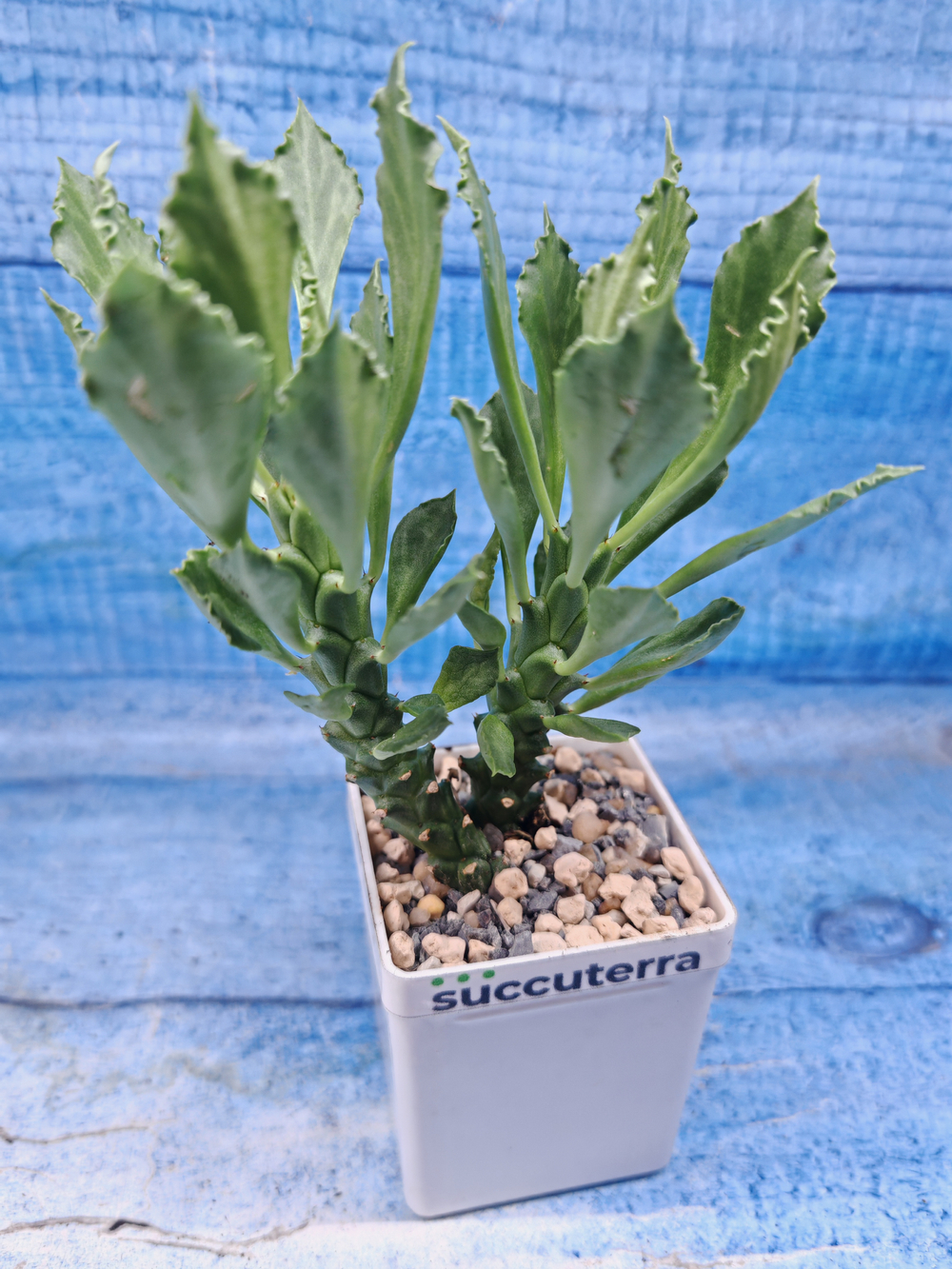 Monadenium Stapelioides (Монадемиум)