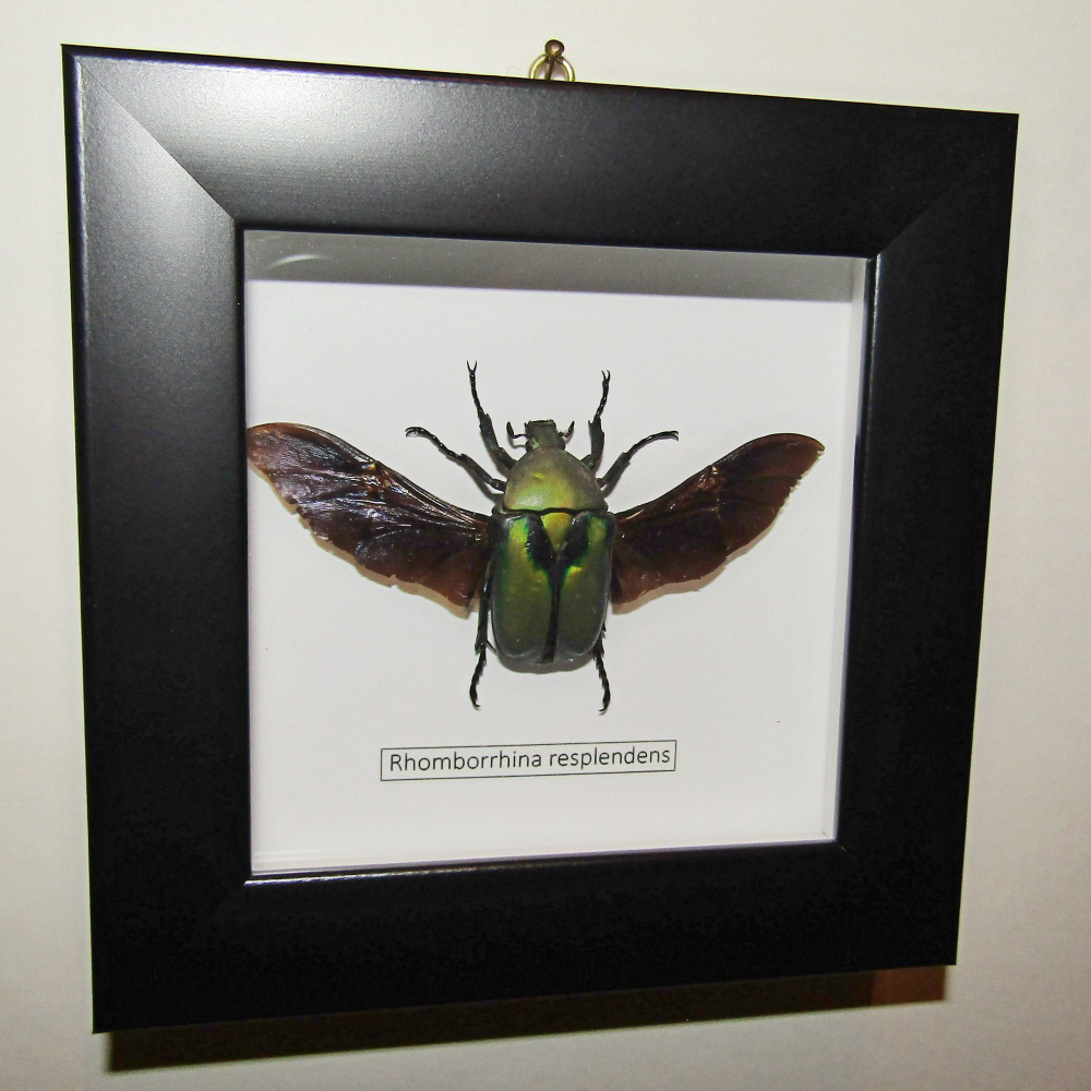 Жук Бронзовка Rhomborrhina resplendens