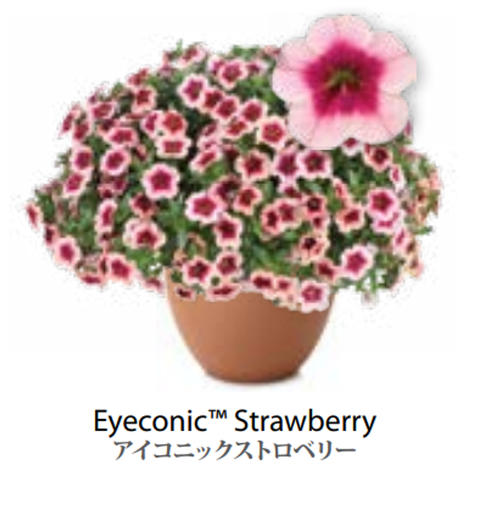 ЕВРО Калибрахоа EYECONIC Strawberry укоренный черенок середина ноября поставка 1