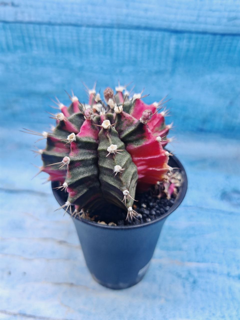 Gymnocalycium Variegata (Гимнокалициум Вариегатный)