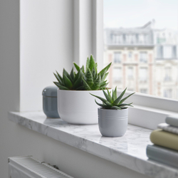 IKEA SUCCULENT  (ИКЕА СУССУЛЕНТ)  -  Растение с горшком - суккулент, разные цвета, 6 см
