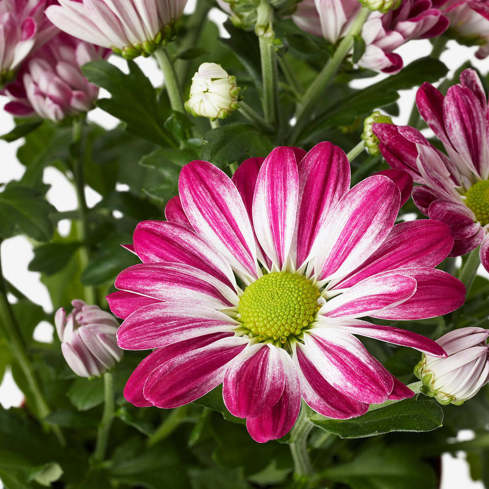 IKEA CHRYSANTHEMUM  (ИКЕА СХРИСАНТХЕМУМ)  -  Растение в горшке - хризантема разные цвета 15 см
