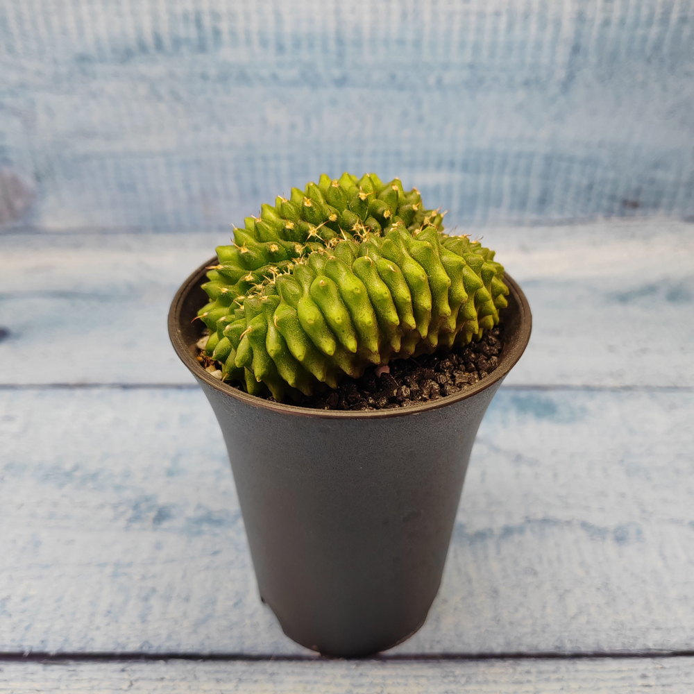 Gymnocalycium Spineless Crested form (Гимнокалициум Кристатный)