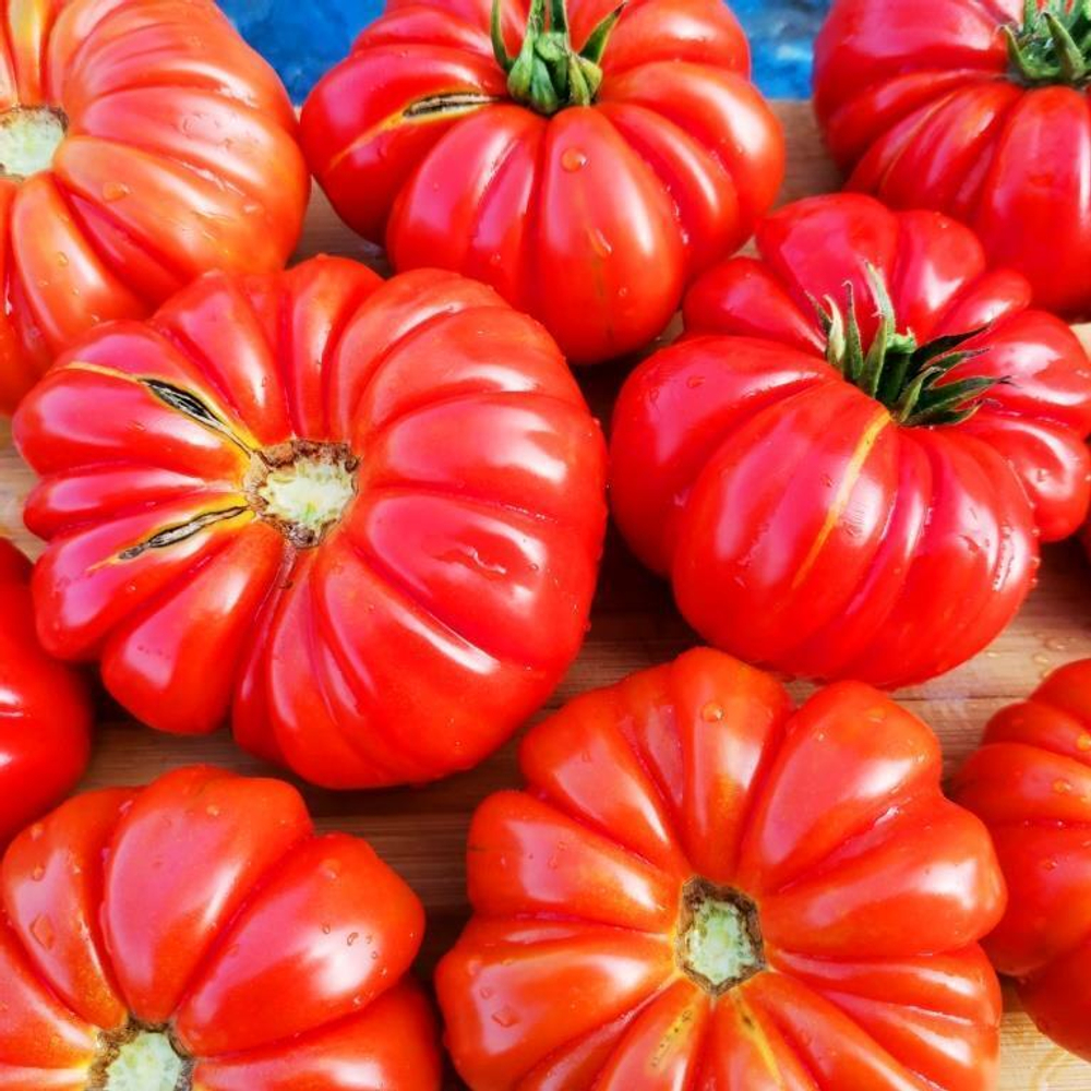 Помидоры Марманд от Мадам Гарньер из Парижа - MARMANDE GARNIER Tomatoes