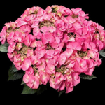 Тиффани Пинк (Tiffany Pink) С2 Европа весна 2027 г.