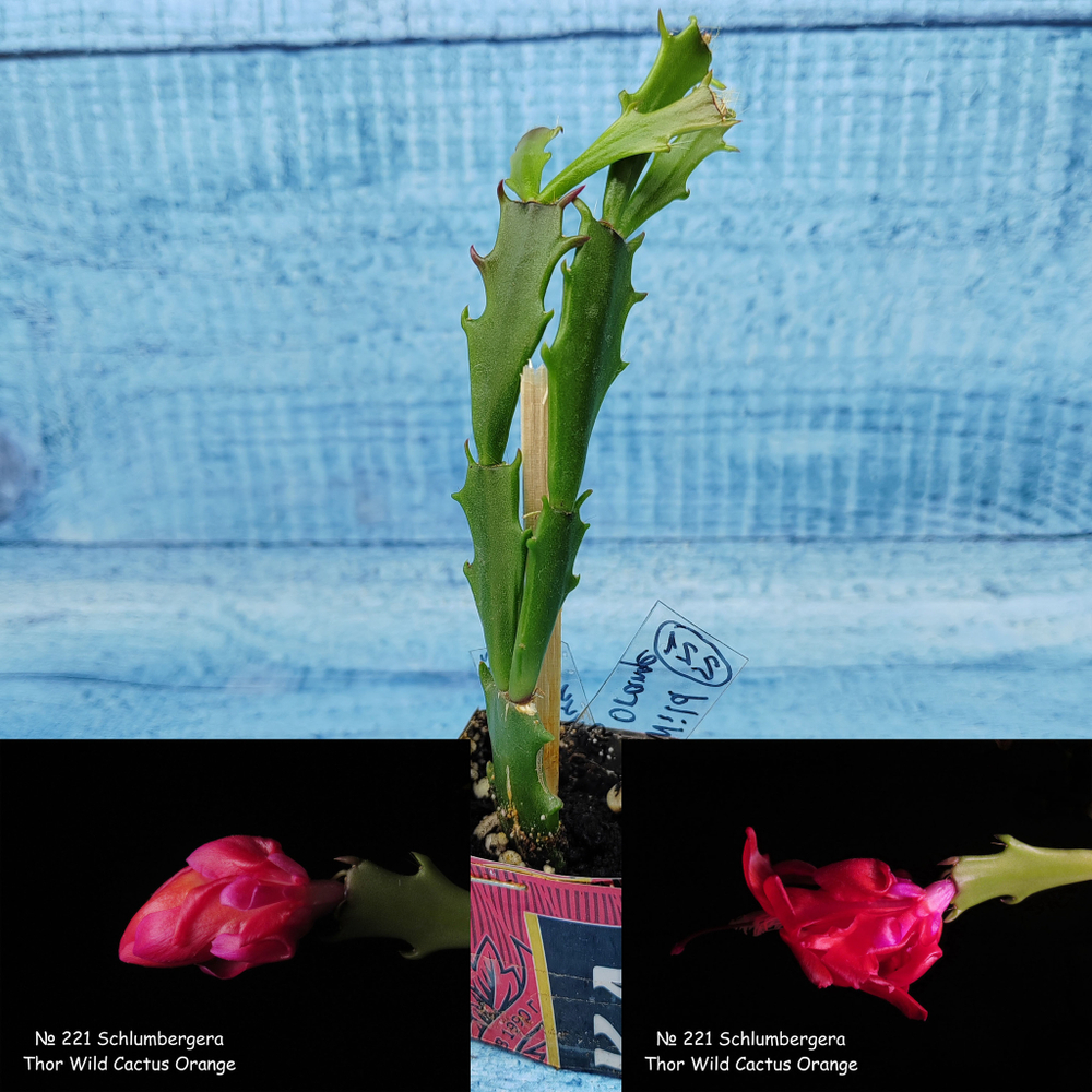 Schlumbergera Thor Wild Cactus Orange (Декабрист)