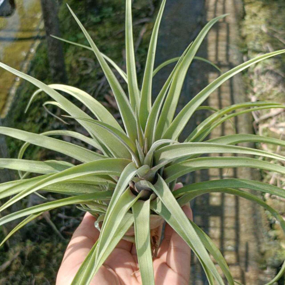 Тилландсия novakii x streptophylla GREX BATCH L