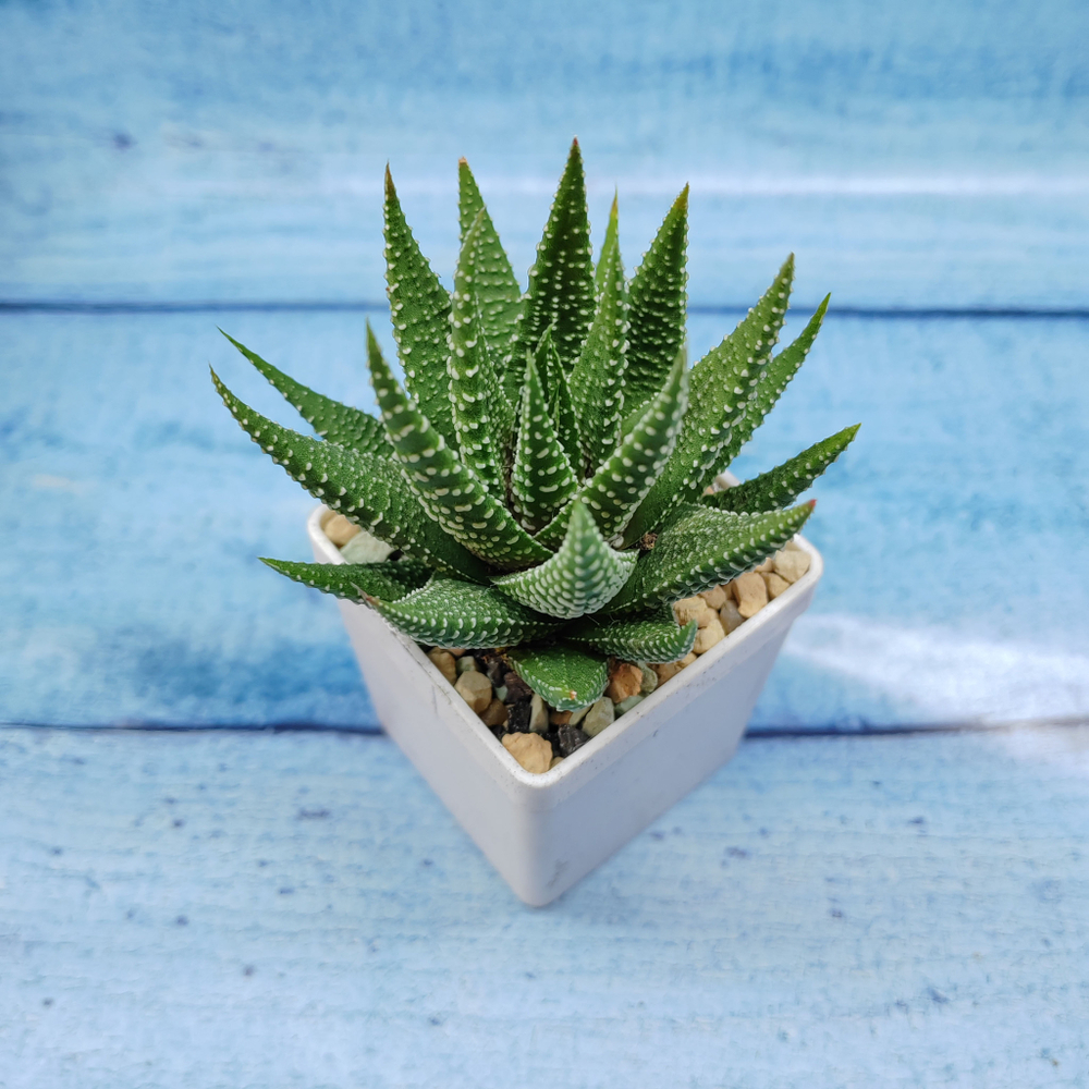Haworthia Fasciata (Хавортия)