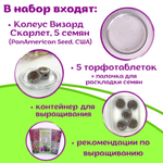 Колеус многолетний семена, красный Визард Скарлет + торфяные таблетки Jiffy в подарок, 5 шт