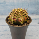 Gymnocalycium T-Rex Pink hybride (Гимнокалициум T-rex)
