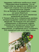 Тетрастигма Вуанье Комнатная мощная лиана
