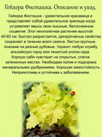Гейхера Фисташка многолетник