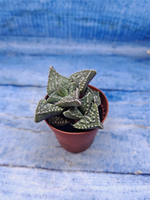 Faucaria Tuberculosa (Фаукария)