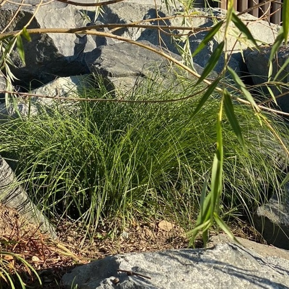 Осока гладконосая. Carex leiorhyncha.