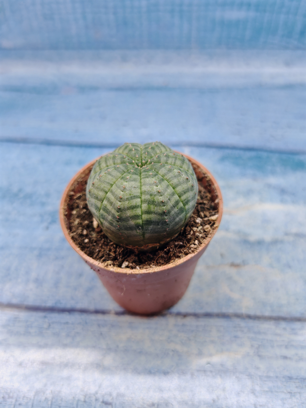 Euphoria Obesa (Эуфорбия)
