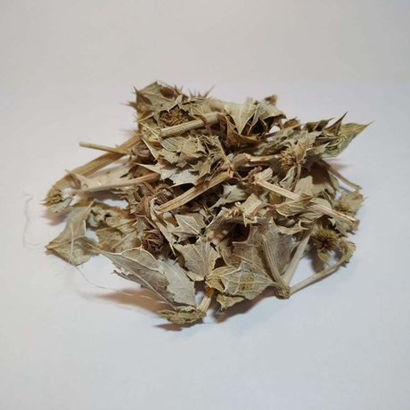 Синеголовник приморский