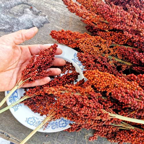 Ба-Е-Цы Северное Зерновое Сорго - Ba-Ye-Qi Sorghum