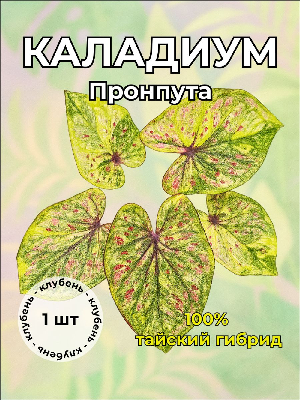 Каладиум "Пронпута" клубень