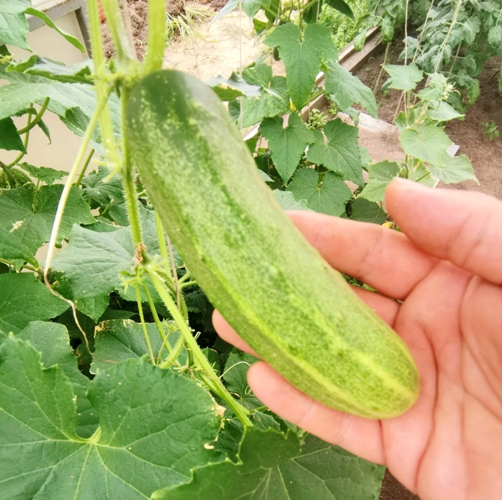 Огурцы Канадский Деликатес - Canadian Delicious Cucumber