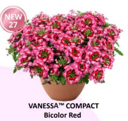 НОВИНКА 2027 ЕВРО Вербена Vanessa Compact Bicolor Red укорененный ЕВРО черенок НАЧАЛО ЯНВАРЯ поставка 5