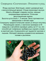 Смородина Селеченская чёрная сладкая