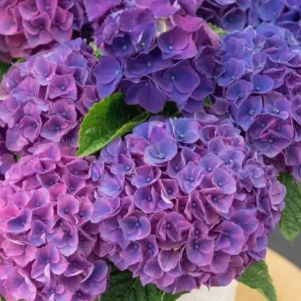 Нинбо Лилас "Ningbo Lilas" р14 Европа весна 2027 г