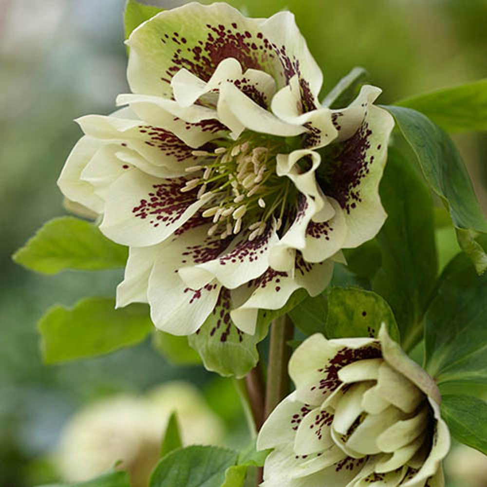 Морозник восточный "Double Ellen Yellow Spotted". Helleborus orientalis "Double Ellen Yellow Spotted".