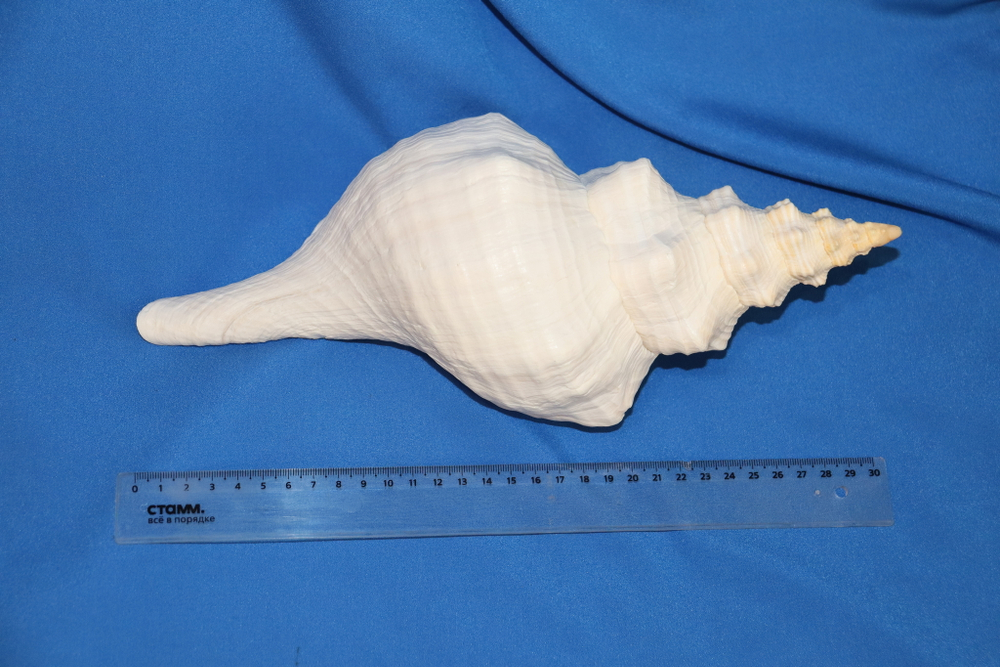 Раковина Плеуроплока гигантея (Pleuroploca gigantea) 1 шт., 32 см