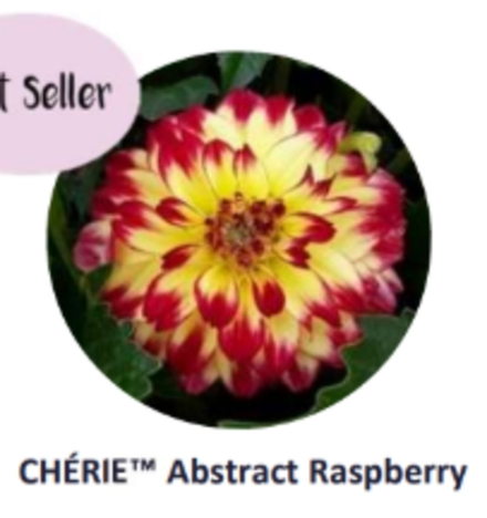 ЕВРО Георгина Cherie Abstract Raspberry укорененный ЕВРО черенок НАЧАЛО ЯНВАРЯ поставка 5