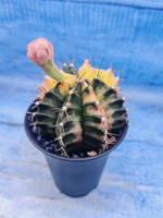 Gymnocalycium Variegata (Гимнокалициум Вариегатный)