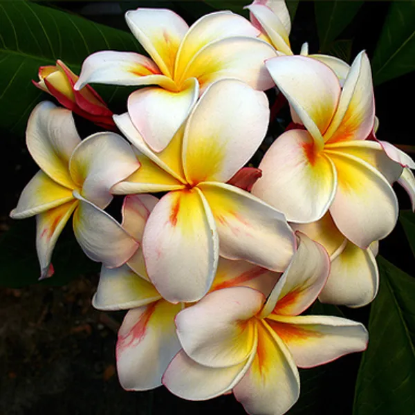 Плюмерия Plumeria Madame семена