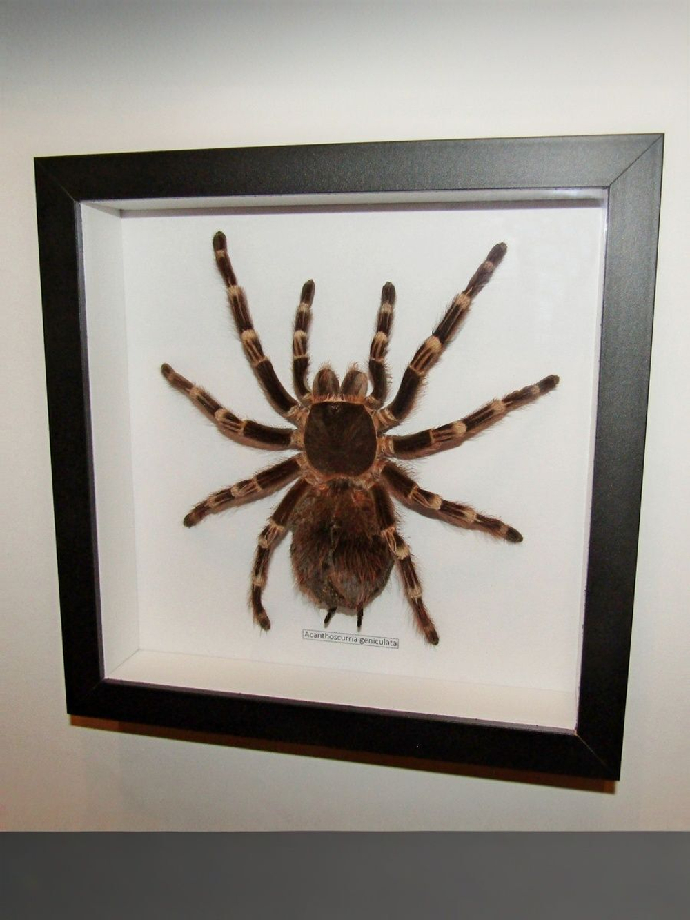 Паук-Птицеяд Acanthoscurria geniculata в рамке